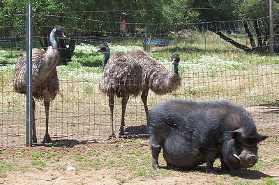 Pig and Emus