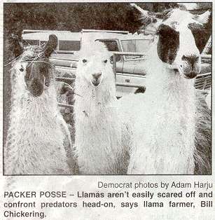 Packer Posse